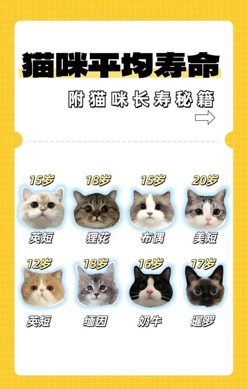  猫咪可以活几年，猫咪可以活多长时间-第1张图片-后鲨宠物