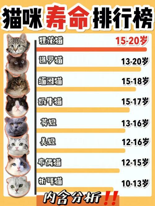  猫咪可以活几年，猫咪可以活多长时间-第3张图片-后鲨宠物