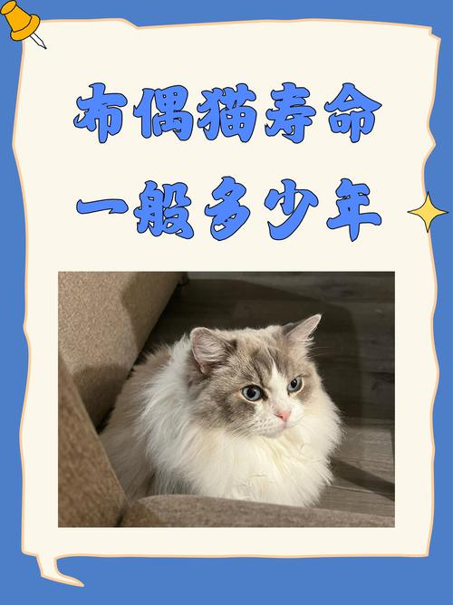  猫咪可以活几年，猫咪可以活多长时间-第5张图片-后鲨宠物