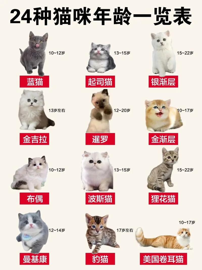  猫咪可以活几年，猫咪可以活多长时间-第6张图片-后鲨宠物