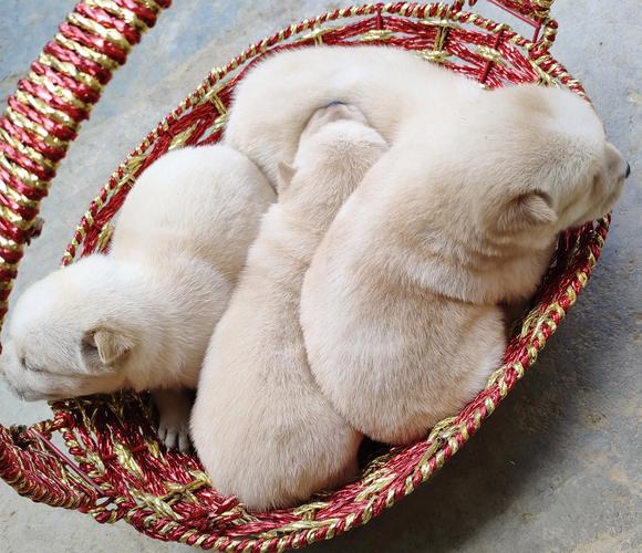 狗狗能吃婴儿奶粉吗，狗狗能吃婴儿奶粉吗一天几次？