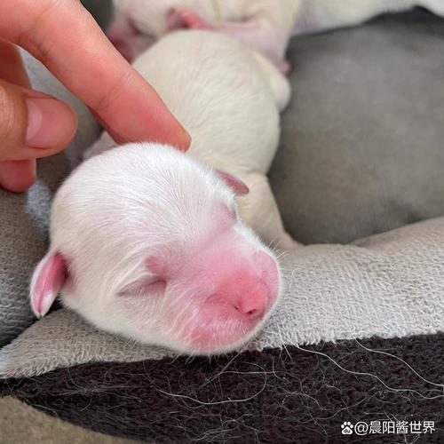 狗狗能吃婴儿奶粉吗，狗狗能吃婴儿奶粉吗一天几次？-第6张图片-后鲨宠物