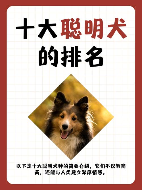 智商高的狗狗排名,智商高的狗狗排名前前十型犬-第2张图片-后鲨宠物 智商高的狗狗排名,智商高的狗狗排名前前十型犬-第2张图片-后鲨宠物