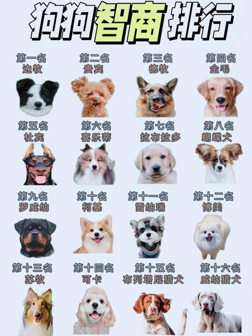 智商高的狗狗排名,智商高的狗狗排名前前十型犬-第4张图片-后鲨宠物 智商高的狗狗排名,智商高的狗狗排名前前十型犬-第4张图片-后鲨宠物