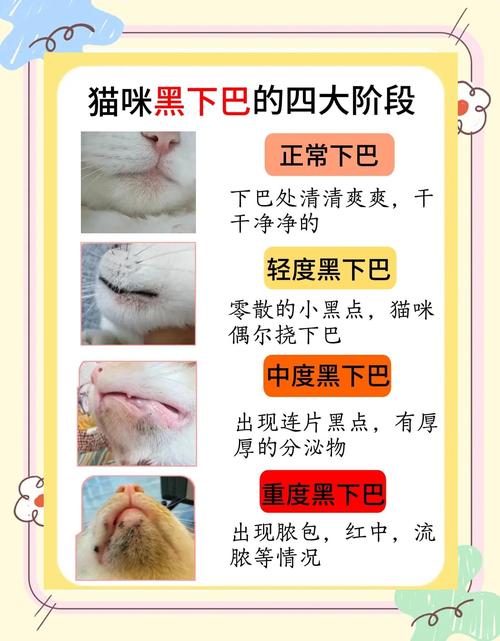 猫咪黑下巴怎么治疗,猫咪黑下巴怎么治疗几天能好?-第6张图片-后鲨宠物 猫咪黑下巴怎么治疗,猫咪黑下巴怎么治疗几天能好?-第6张图片-后鲨宠物