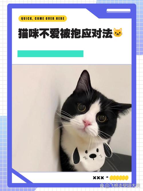 猫咪冬天不爱动,猫咪冬天不爱动吗?-第2张图片-后鲨宠物 猫咪冬天不爱动,猫咪冬天不爱动吗?-第2张图片-后鲨宠物