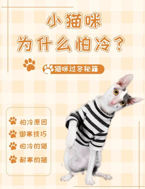 猫咪冬天不爱动,猫咪冬天不爱动吗?-第3张图片-后鲨宠物 猫咪冬天不爱动,猫咪冬天不爱动吗?-第3张图片-后鲨宠物