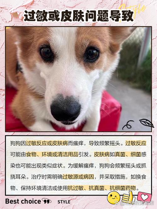 狗狗老是甩头怎么回事，狗狗频繁甩头是怎么回事？