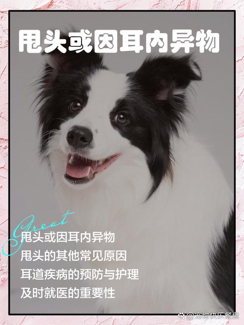 狗狗老是甩头怎么回事,狗狗频繁甩头是怎么回事?-第3张图片-后鲨宠物 狗狗老是甩头怎么回事,狗狗频繁甩头是怎么回事?-第3张图片-后鲨宠物