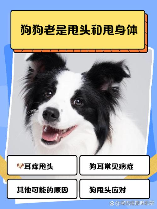 狗狗老是甩头怎么回事,狗狗频繁甩头是怎么回事?-第4张图片-后鲨宠物 狗狗老是甩头怎么回事,狗狗频繁甩头是怎么回事?-第4张图片-后鲨宠物