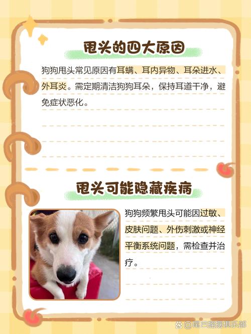 狗狗老是甩头怎么回事,狗狗频繁甩头是怎么回事?-第5张图片-后鲨宠物 狗狗老是甩头怎么回事,狗狗频繁甩头是怎么回事?-第5张图片-后鲨宠物