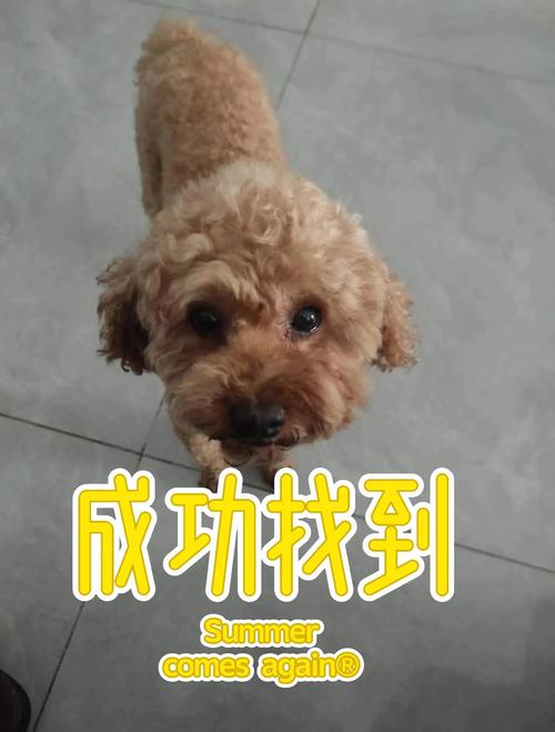 狗狗丢失如何找回,狗狗丢失了怎么找回-第4张图片-后鲨宠物 狗狗丢失如何找回,狗狗丢失了怎么找回-第4张图片-后鲨宠物