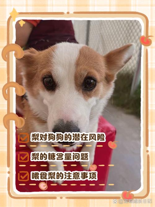 狗狗可以吃雪梨吗,狗狗能吃雪梨嘛-第3张图片-后鲨宠物 狗狗可以吃雪梨吗,狗狗能吃雪梨嘛-第3张图片-后鲨宠物