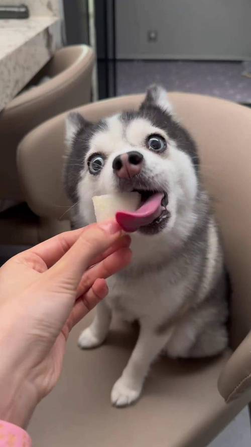 狗狗可以吃雪梨吗,狗狗能吃雪梨嘛-第5张图片-后鲨宠物 狗狗可以吃雪梨吗,狗狗能吃雪梨嘛-第5张图片-后鲨宠物