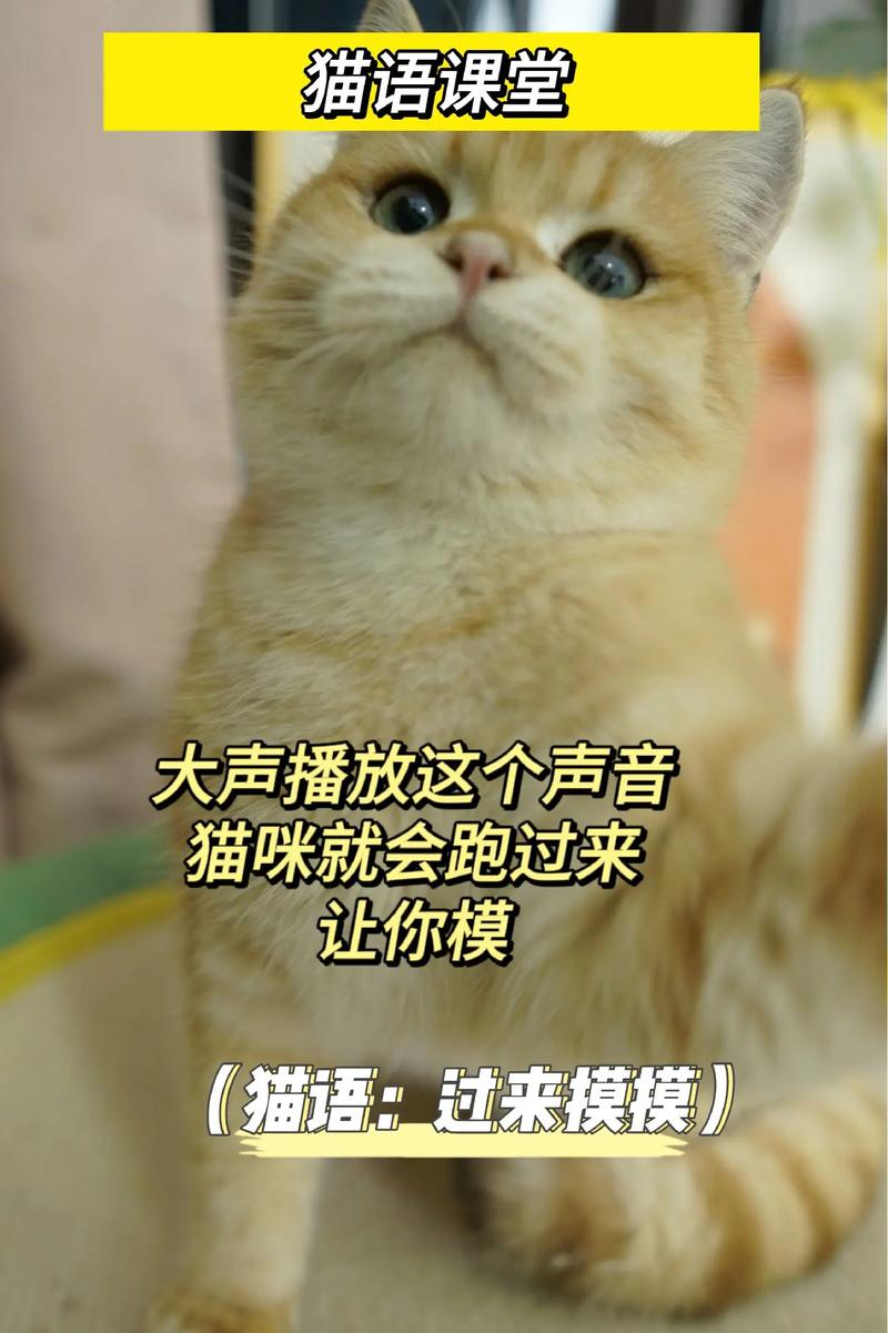 怎么叫猫咪过来,怎么叫猫咪过来发出什么声音-第4张图片-后鲨宠物 怎么叫猫咪过来,怎么叫猫咪过来发出什么声音-第4张图片-后鲨宠物