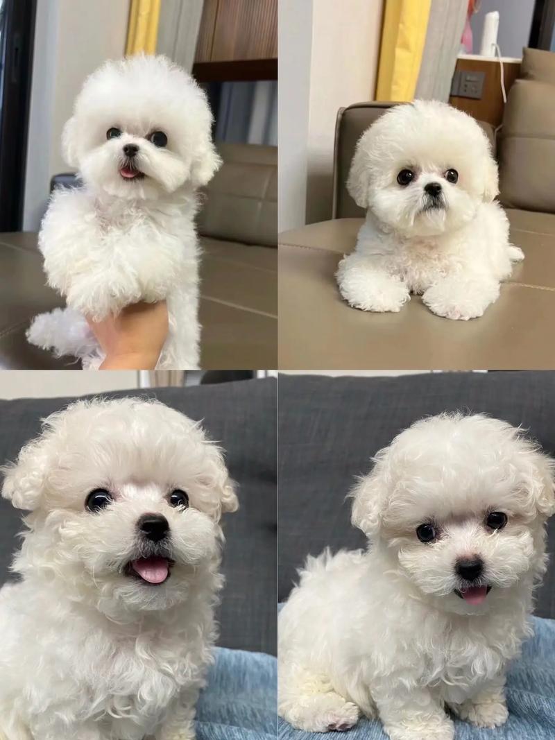 狗狗能吃玉米肠吗_狗狗能吃玉米肠吗会死吗