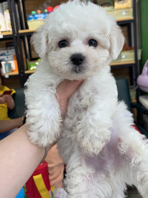 狗狗能吃玉米肠吗_狗狗能吃玉米肠吗会死吗-第5张图片-后鲨宠物 狗狗能吃玉米肠吗_狗狗能吃玉米肠吗会死吗-第5张图片-后鲨宠物