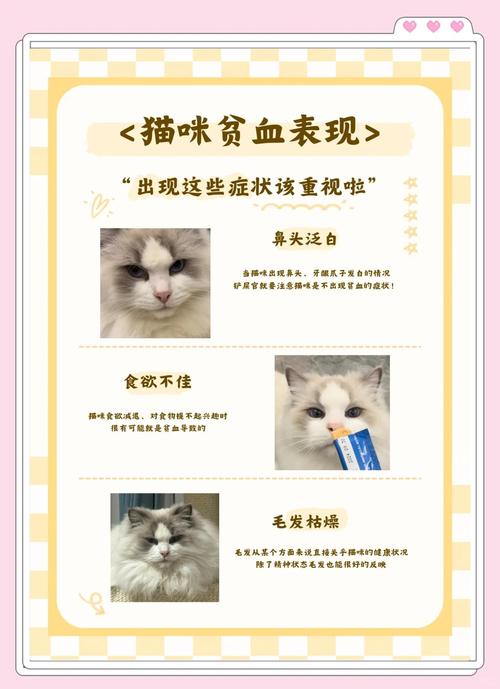 猫咪能吃猪血吗,猫咪能吃猪血吗有营养吗-第4张图片-后鲨宠物 猫咪能吃猪血吗,猫咪能吃猪血吗有营养吗-第4张图片-后鲨宠物