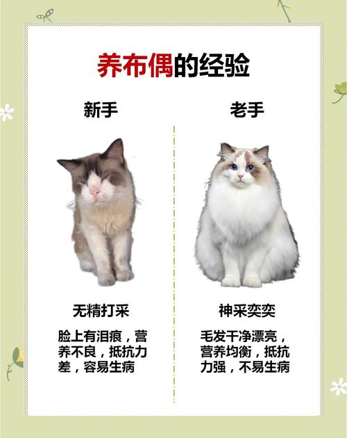 猫咪能吃猪血吗,猫咪能吃猪血吗有营养吗-第6张图片-后鲨宠物 猫咪能吃猪血吗,猫咪能吃猪血吗有营养吗-第6张图片-后鲨宠物