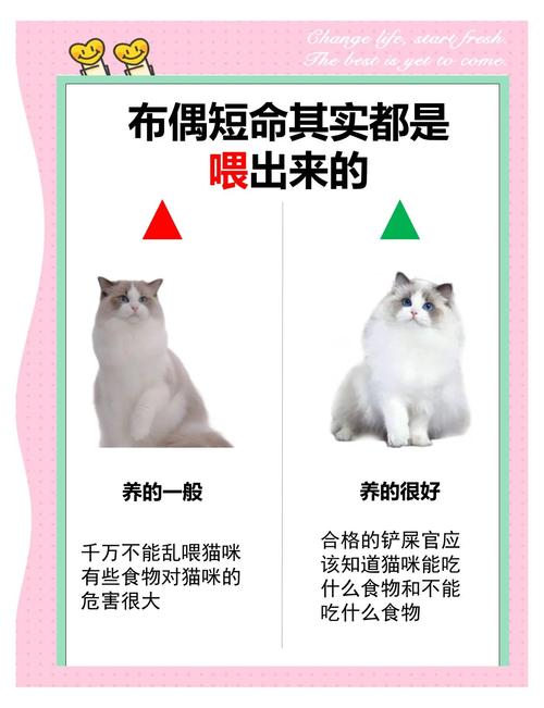 猫咪能吃猪血吗,猫咪能吃猪血吗有营养吗-第5张图片-后鲨宠物 猫咪能吃猪血吗,猫咪能吃猪血吗有营养吗-第5张图片-后鲨宠物