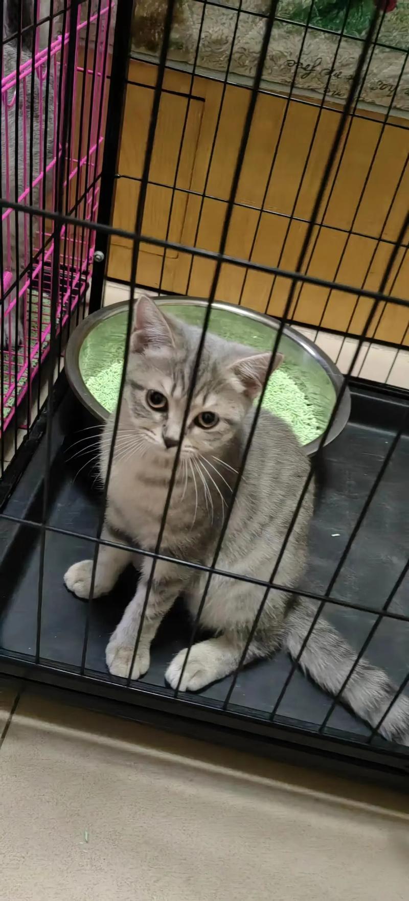 猫猫认主人吗,猫猫认主人吗?-第2张图片-后鲨宠物 猫猫认主人吗,猫猫认主人吗?-第2张图片-后鲨宠物