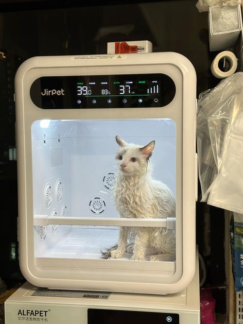 猫咪干洗怎么洗_猫咪干洗剂怎么用-第3张图片-后鲨宠物