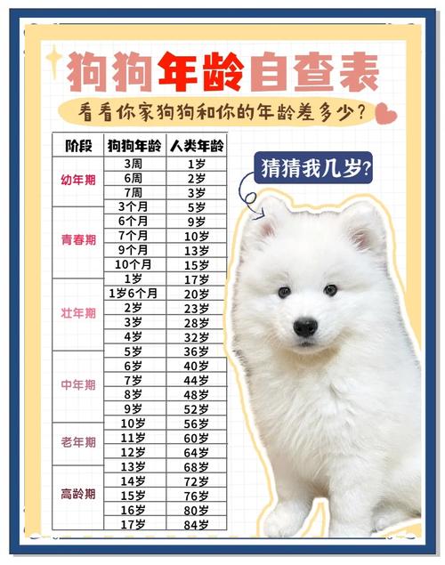 狗狗3岁等于人几岁,狗狗三岁等于人类几岁-第2张图片-后鲨宠物 狗狗3岁等于人几岁,狗狗三岁等于人类几岁-第2张图片-后鲨宠物