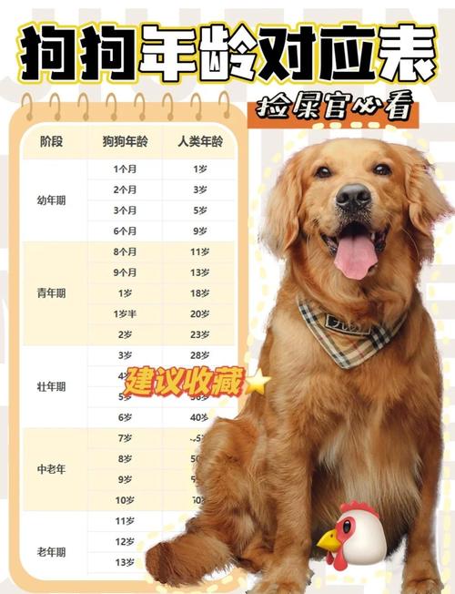 狗狗3岁等于人几岁,狗狗三岁等于人类几岁-第5张图片-后鲨宠物 狗狗3岁等于人几岁,狗狗三岁等于人类几岁-第5张图片-后鲨宠物