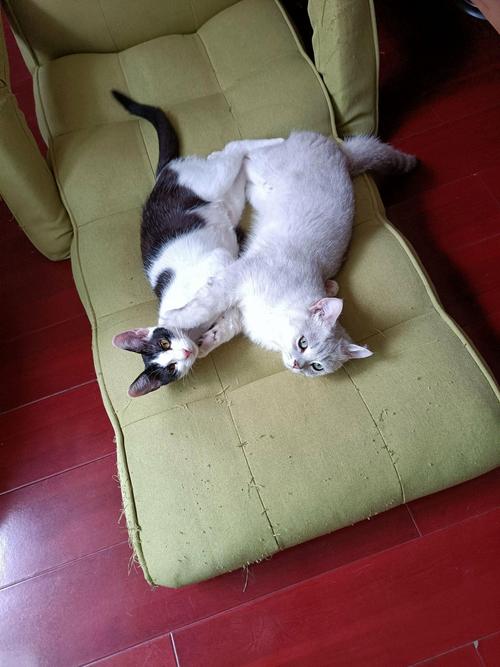 猫咪生宝宝要多久_猫咪生宝宝多久吃奶-第2张图片-后鲨宠物 猫咪生宝宝要多久_猫咪生宝宝多久吃奶-第2张图片-后鲨宠物