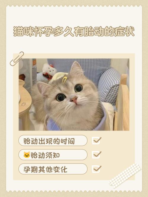 猫咪生宝宝要多久_猫咪生宝宝多久吃奶-第3张图片-后鲨宠物 猫咪生宝宝要多久_猫咪生宝宝多久吃奶-第3张图片-后鲨宠物