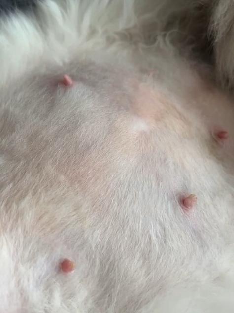 猫咪生宝宝要多久_猫咪生宝宝多久吃奶-第4张图片-后鲨宠物 猫咪生宝宝要多久_猫咪生宝宝多久吃奶-第4张图片-后鲨宠物