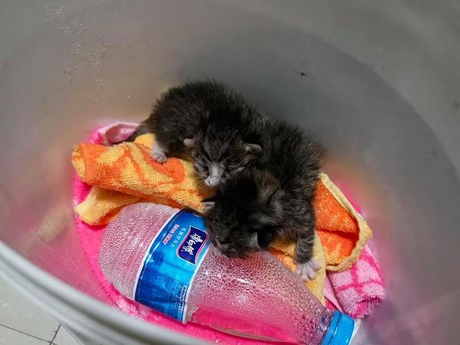 猫咪生宝宝要多久_猫咪生宝宝多久吃奶-第5张图片-后鲨宠物 猫咪生宝宝要多久_猫咪生宝宝多久吃奶-第5张图片-后鲨宠物