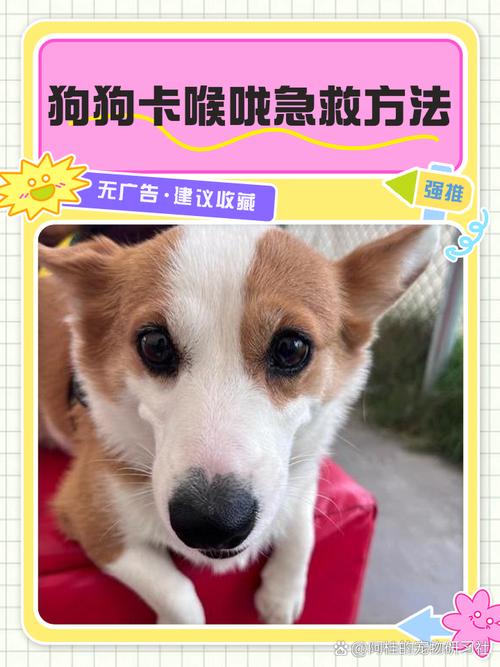 狗狗卡到喉咙怎么处理_狗狗卡到喉咙怎么处理好-第3张图片-后鲨宠物