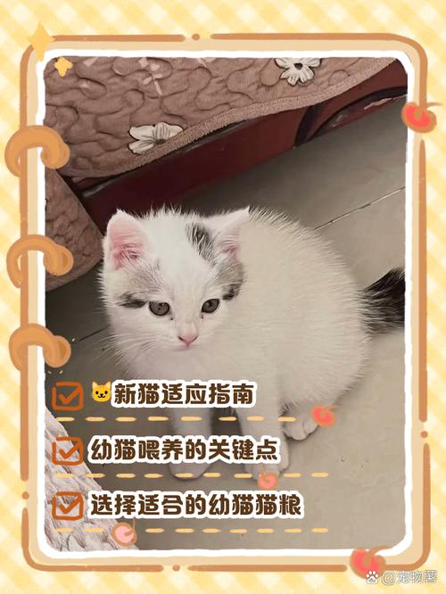 两个月的猫咪怎么养_两个月的猫咪怎么养合适-第1张图片-后鲨宠物 两个月的猫咪怎么养_两个月的猫咪怎么养合适-第1张图片-后鲨宠物