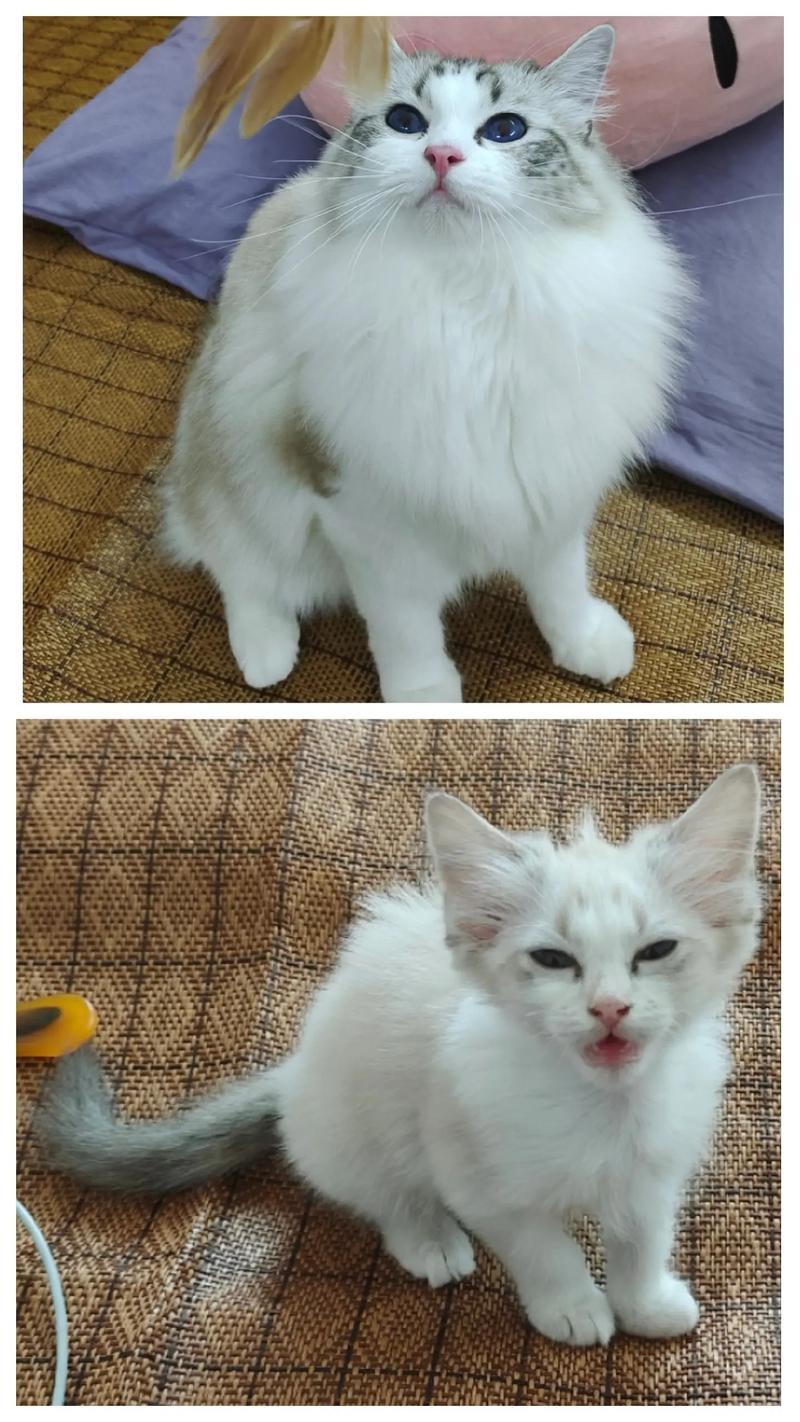 猫咪有尴尬期吗_猫的尴尬期是多久