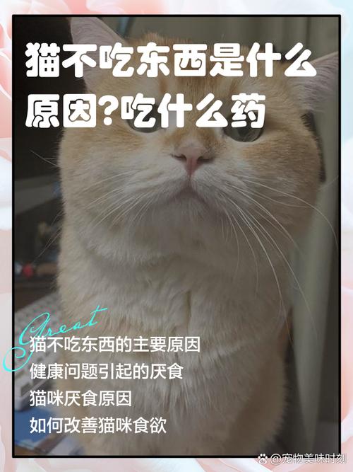 猫咪不吃肉怎么办,猫不吃肉怎么纠正?-第2张图片-后鲨宠物 猫咪不吃肉怎么办,猫不吃肉怎么纠正?-第2张图片-后鲨宠物