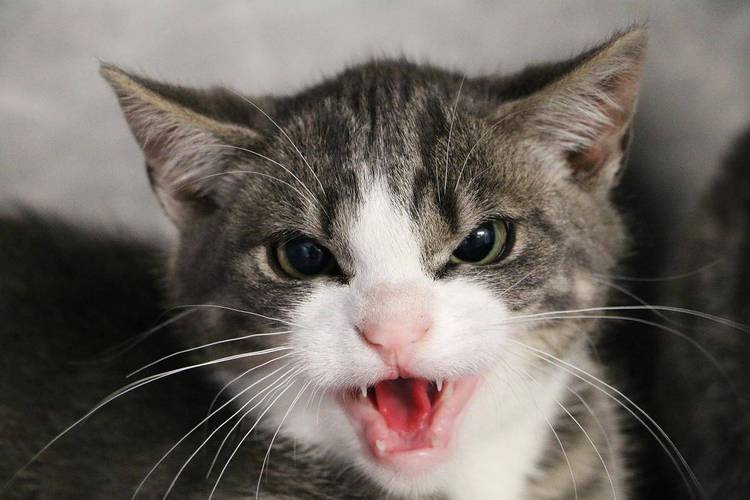 猫咪哈气是什么原因,猫咪哈气是什么原因??-第2张图片-后鲨宠物 猫咪哈气是什么原因,猫咪哈气是什么原因??-第2张图片-后鲨宠物