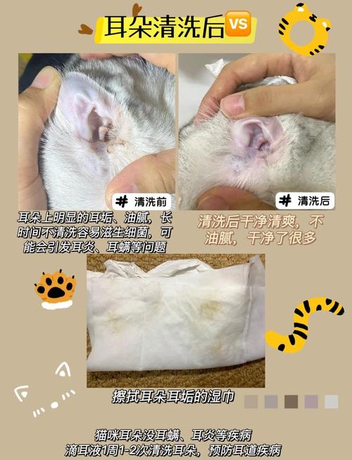 猫咪耳朵很脏怎么处理,猫耳朵黑色泥是耳螨吗?-第5张图片-后鲨宠物 猫咪耳朵很脏怎么处理,猫耳朵黑色泥是耳螨吗?-第5张图片-后鲨宠物