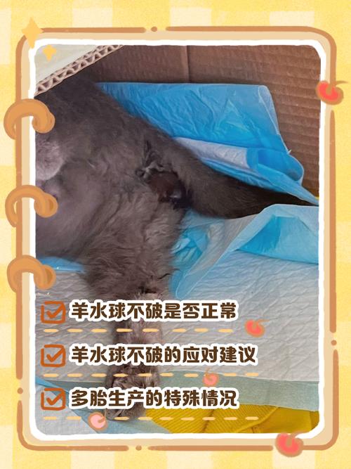 猫咪羊水什么颜色,猫咪羊水啥颜色?-第1张图片-后鲨宠物 猫咪羊水什么颜色,猫咪羊水啥颜色?-第1张图片-后鲨宠物