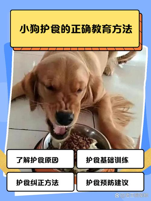 狗狗护食怎么教，狗狗护食怎么训练视频？
