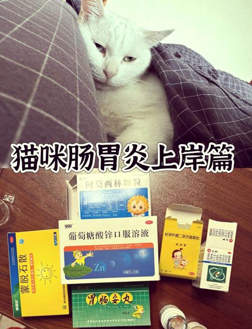 猫咪吃什么消炎药_猫咪吃什么消炎药和止痛药-第2张图片-后鲨宠物 猫咪吃什么消炎药_猫咪吃什么消炎药和止痛药-第2张图片-后鲨宠物