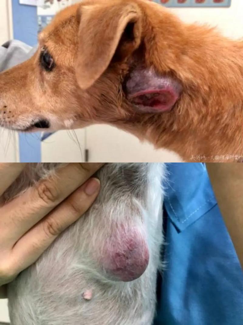  狗狗淋巴结肿大症状，狗狗淋巴结肿大症状有哪些