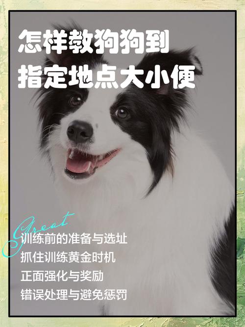 怎么样教狗狗定点大小便,怎么样教狗狗定点大小便的方法-第3张图片-后鲨宠物 怎么样教狗狗定点大小便,怎么样教狗狗定点大小便的方法-第3张图片-后鲨宠物
