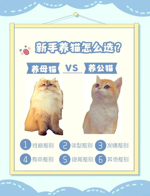 猫咪什么时候可以配种_猫咪什么时候配种最合适-第1张图片-后鲨宠物 猫咪什么时候可以配种_猫咪什么时候配种最合适-第1张图片-后鲨宠物