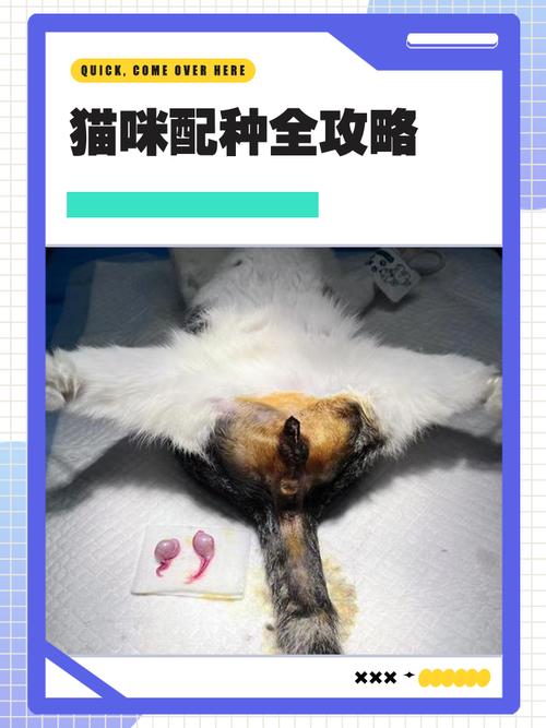 猫咪什么时候可以配种_猫咪什么时候配种最合适-第4张图片-后鲨宠物 猫咪什么时候可以配种_猫咪什么时候配种最合适-第4张图片-后鲨宠物