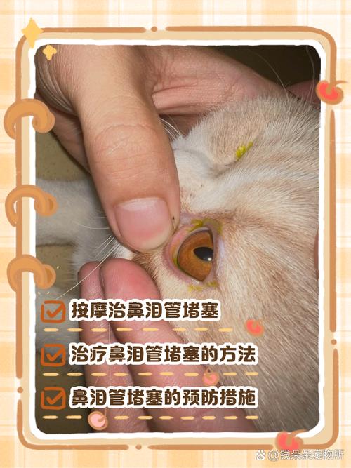 猫咪泪腺堵塞怎么治_猫咪泪腺堵塞疏通了还会再堵住吗-第2张图片-后鲨宠物 猫咪泪腺堵塞怎么治_猫咪泪腺堵塞疏通了还会再堵住吗-第2张图片-后鲨宠物