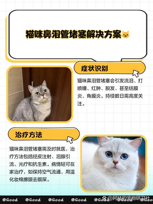 猫咪泪腺堵塞怎么治_猫咪泪腺堵塞疏通了还会再堵住吗-第3张图片-后鲨宠物 猫咪泪腺堵塞怎么治_猫咪泪腺堵塞疏通了还会再堵住吗-第3张图片-后鲨宠物