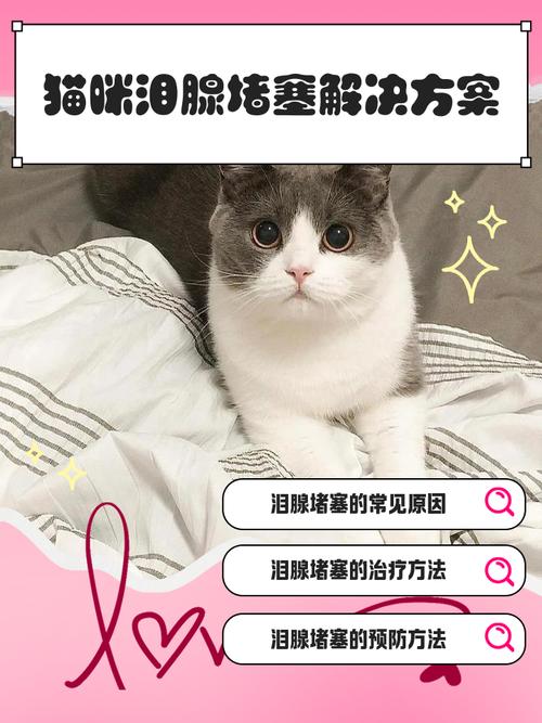 猫咪泪腺堵塞怎么治_猫咪泪腺堵塞疏通了还会再堵住吗-第4张图片-后鲨宠物 猫咪泪腺堵塞怎么治_猫咪泪腺堵塞疏通了还会再堵住吗-第4张图片-后鲨宠物