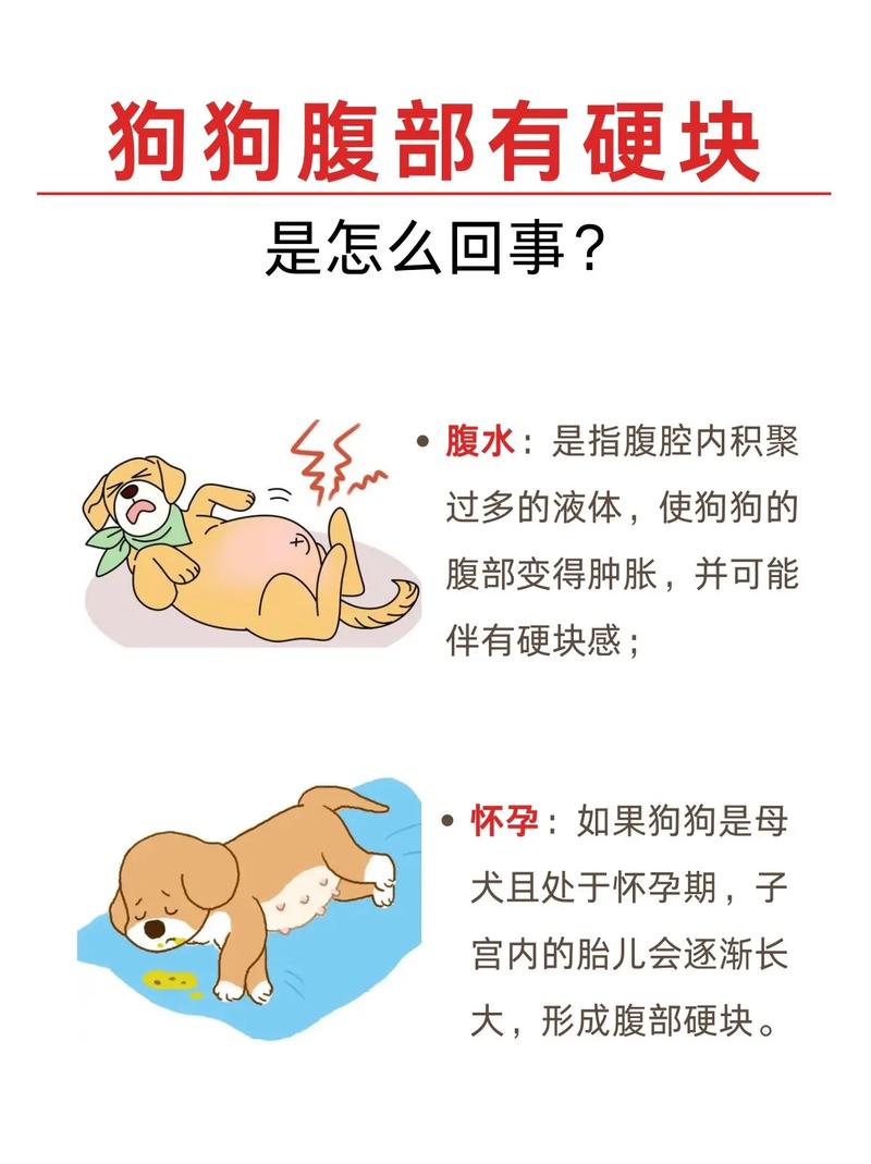 狗狗腹水怎么引起的,狗狗腹水可能是由于什么病引起的-第2张图片-后鲨宠物 狗狗腹水怎么引起的,狗狗腹水可能是由于什么病引起的-第2张图片-后鲨宠物