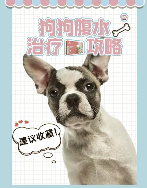 狗狗腹水怎么引起的,狗狗腹水可能是由于什么病引起的-第4张图片-后鲨宠物 狗狗腹水怎么引起的,狗狗腹水可能是由于什么病引起的-第4张图片-后鲨宠物